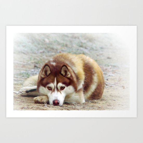 Siberian Husky Art Print
