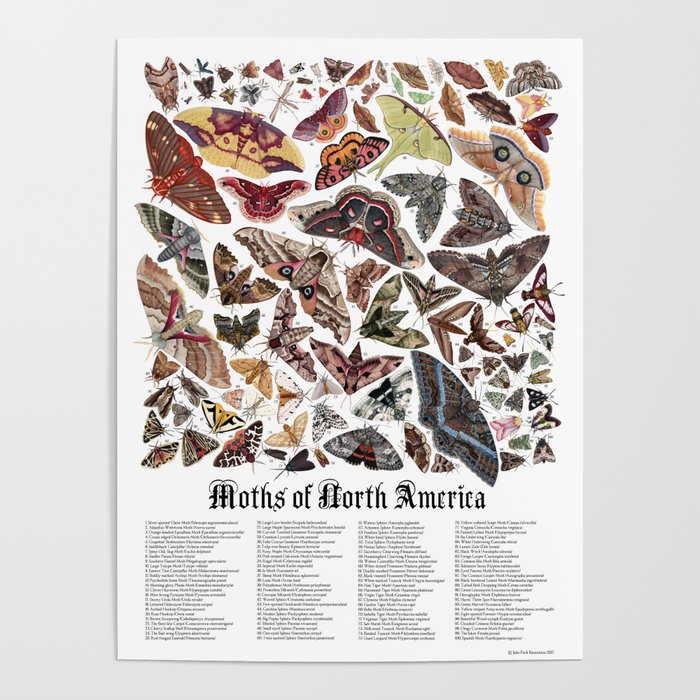Moths of North America Poster