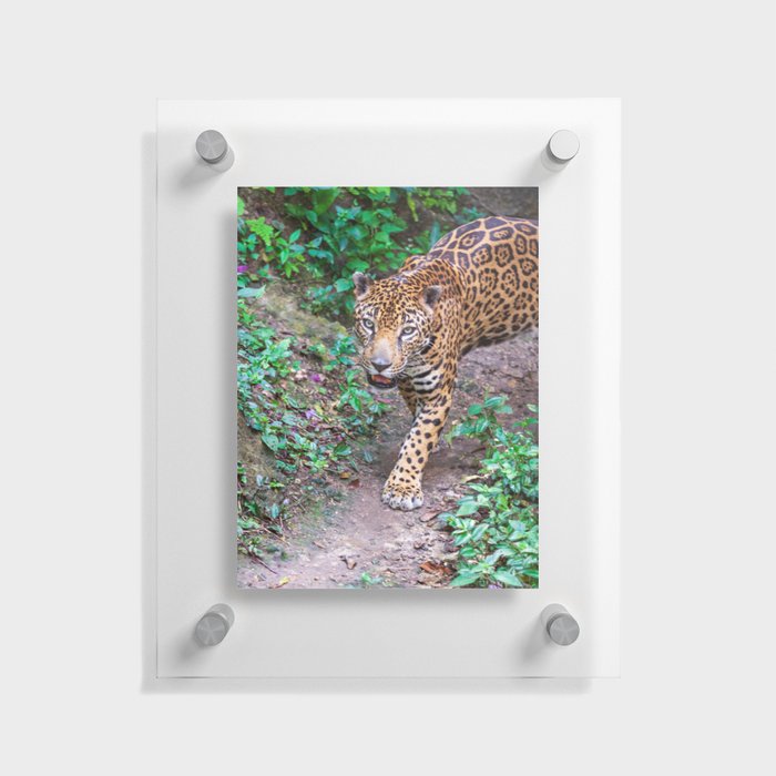 Jungle walking jaguar, Guatemala Floating Acrylic Print