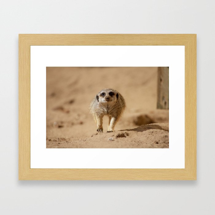 #Little #funny  #cheeky #meerkat Framed Art Print