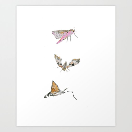 Biro and coloured pencil illustration of hawkmoths Art Print