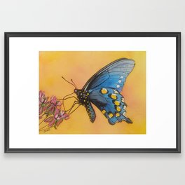 Spicebush Swallowtail Framed Art Print