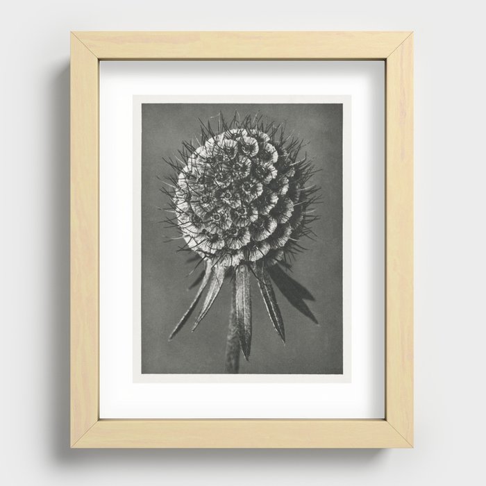 Phacelia Tanacetifolia (Lacy Phacelia) enlarged 12 times from Urformen