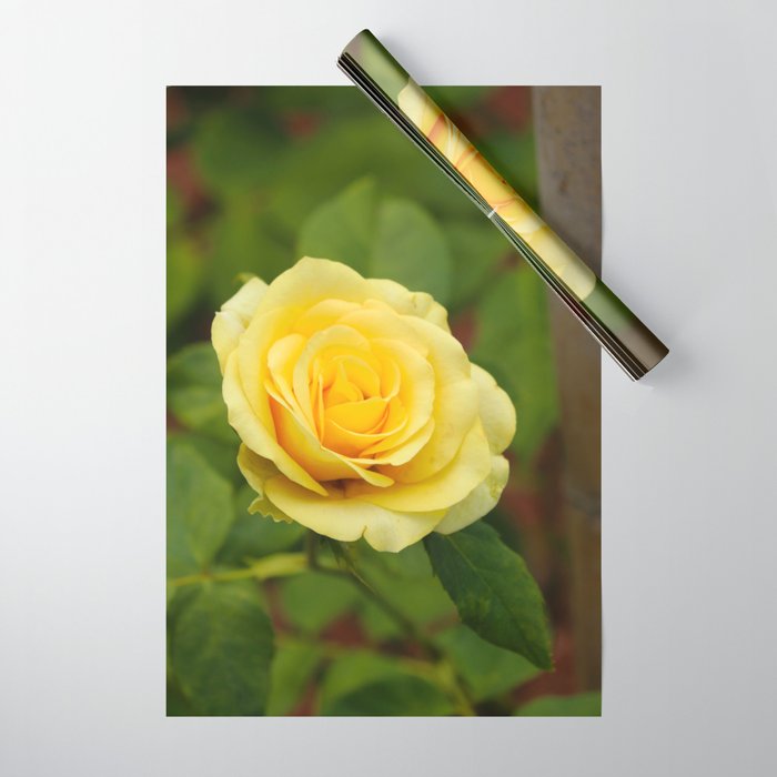 Yellow Rose Wrapping Paper by Elvis Santana