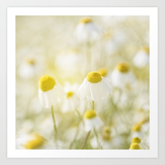 Floral Spring Meadow with Flowers Camomile and Daisies Art Print