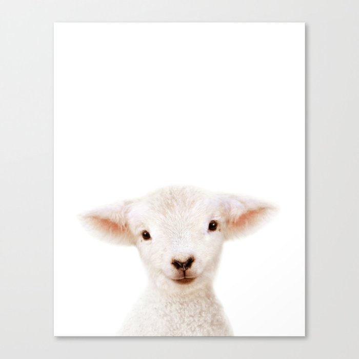 Baby Lamb, Farm Animals, Art for Kids, Baby Animals Art Print By Synplus Canvas Print