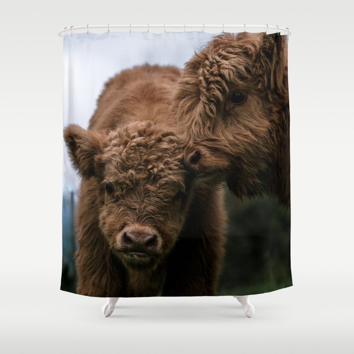 Scottish Highland Cattle Calves - Babies playing Shower Curtain