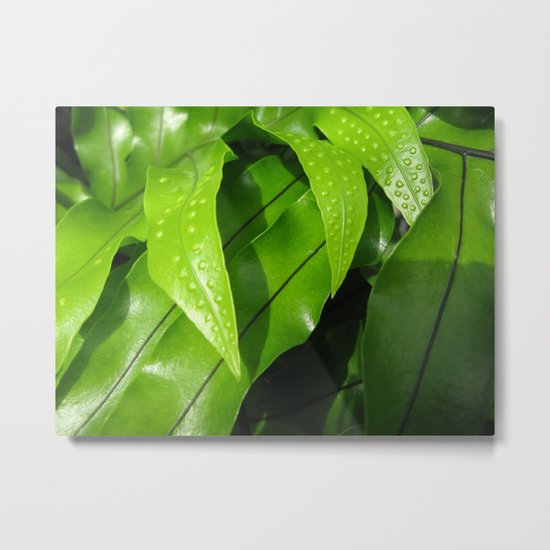From the Conservatory #42 Metal Print