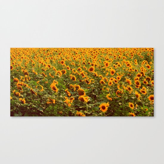 Fields of gold Canvas Print