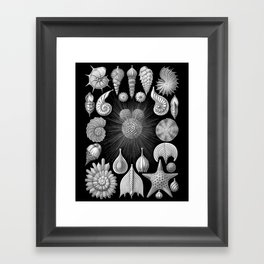 Sea Shells and Starfish (Thalamophora) by Ernst Haeckel Framed Art Print