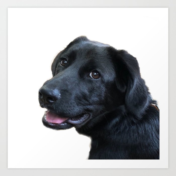 Smiling Black Labrador Retriever Art Print By Designcat