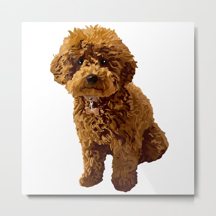 Vibrant toy poodles discount