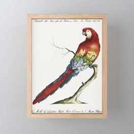 Pappagallo detto arara rossa del Brasile (Macaw)  Framed Mini Art Print