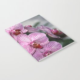 Pink Butterfly Phalaenopsis Orchid Notebook