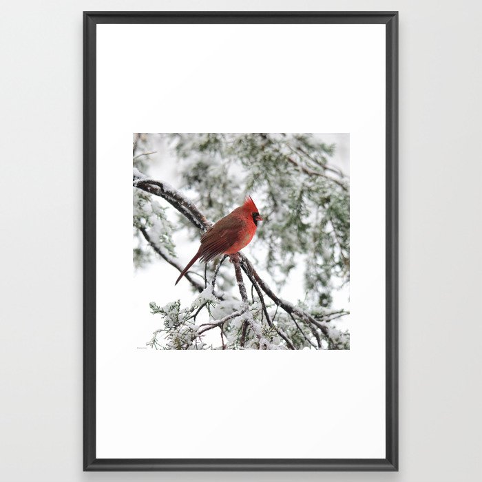 Wet Snow Cardinal (square) Framed Art Print