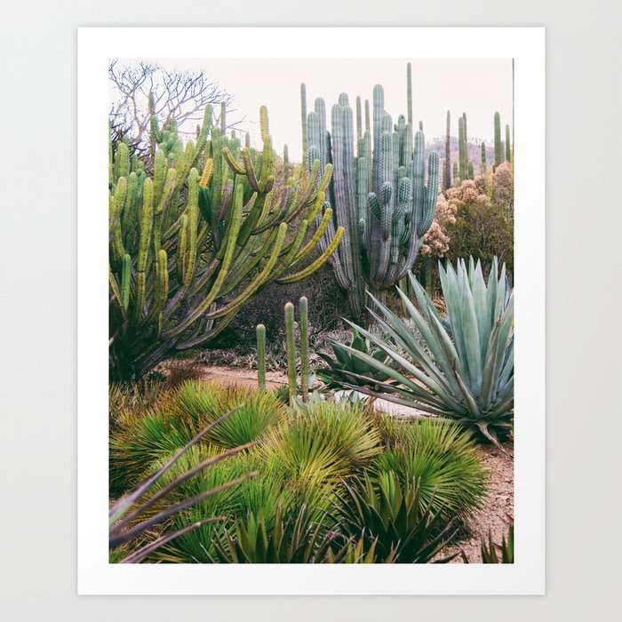 Cactus garden dreams from Oaxaca Art Print