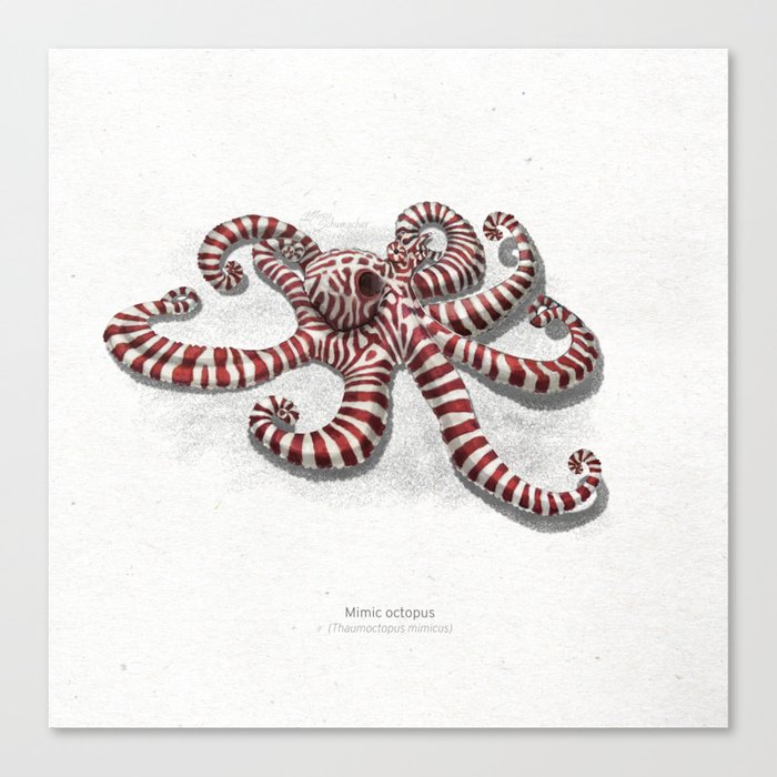 Mimic octopus scientific illustration art print Canvas Print