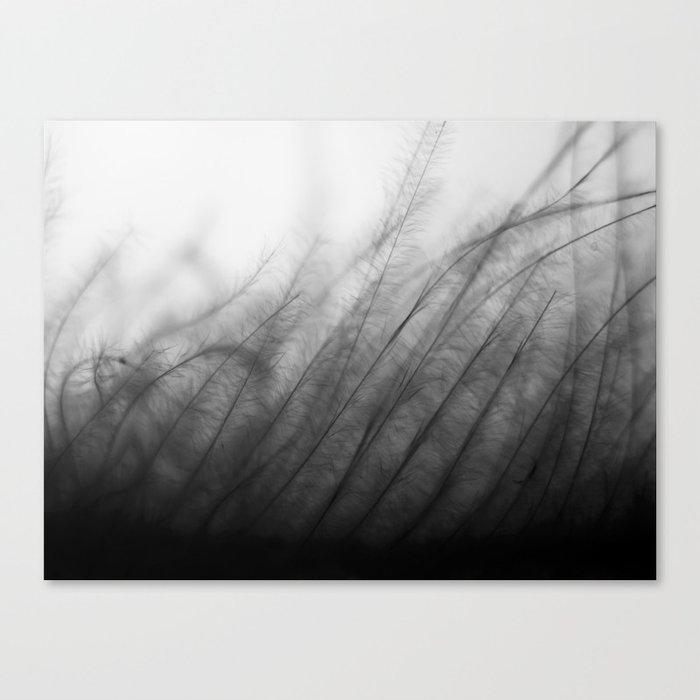 Black Grass Canvas Print