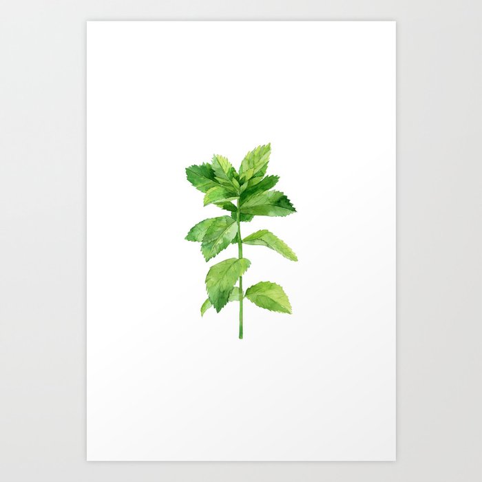 Discover the motif HERB PLANT by Art by ASolo as a print at TOPPOSTER