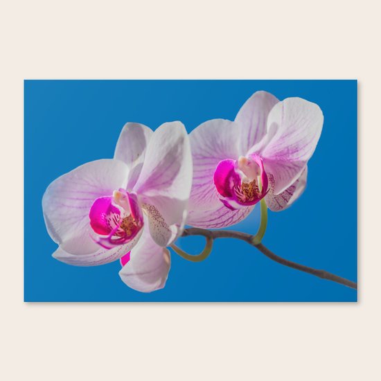 Orchid Canvas Print