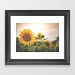 After the Rain - Sunflower Field II Framed Art Print