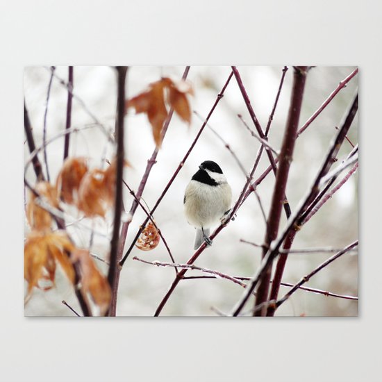 Chicka Chickadee Canvas Print