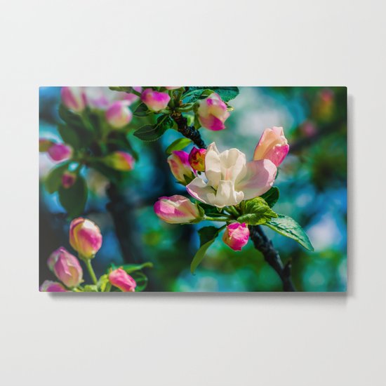 Crabapple flower and buds Metal Print