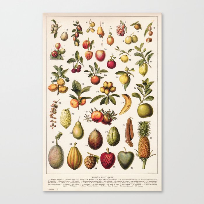 Adolphe Millot - Fruits exotiques - French vintage botanical illustration Canvas Print