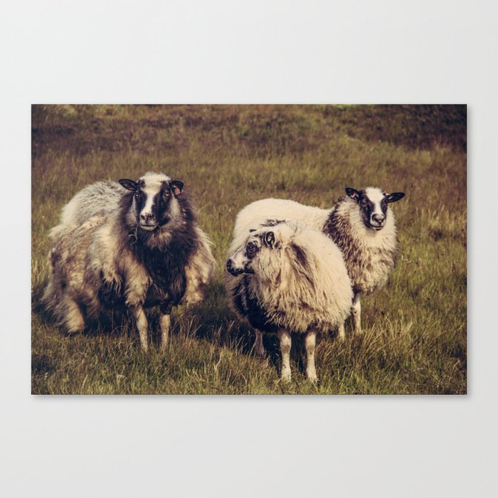 Icelandic Sheep Canvas Print