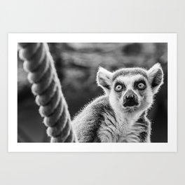 Lemur | Black and white photography | Wildlife photography Art Print