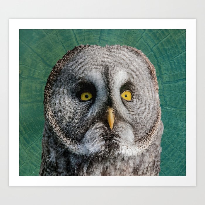 GREY OWL Art Print