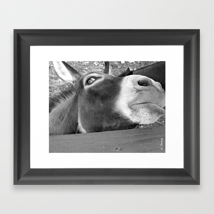 Donkey I Framed Art Print