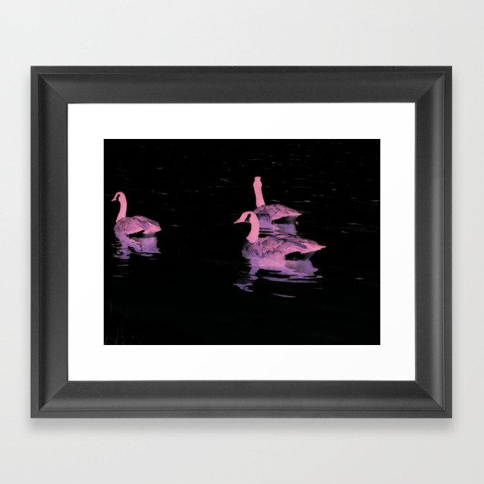Swans Swimming Together Framed Art Print