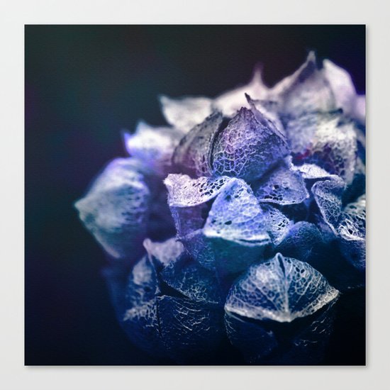 Dream Flower 5 Canvas Print