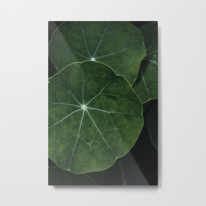 Nasturtium Leaf Botanical Photograph - moody minimal modern photography Metal Print
