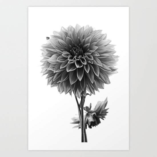 Dahlia - Monochrome Art Print