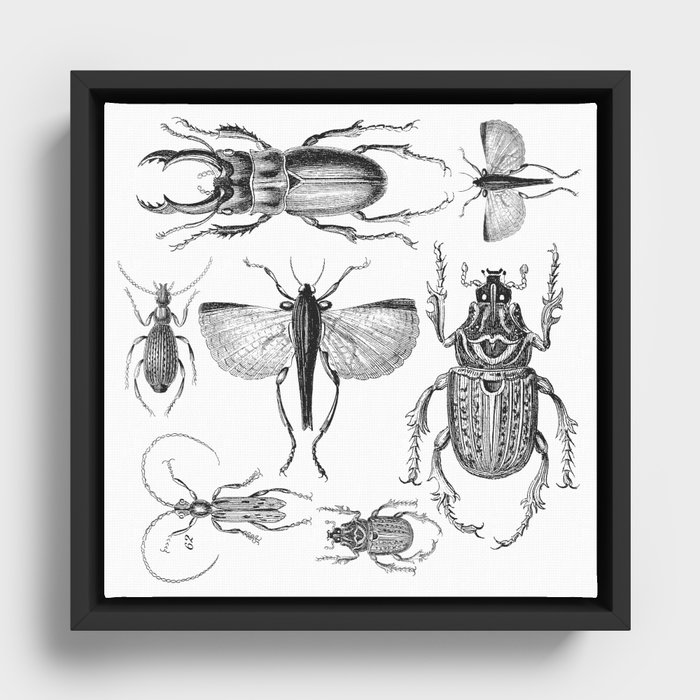 Vintage Beetle black and white drawing Framed Canvas