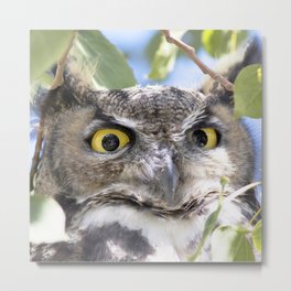 Watercolor Bird, Great Horned Owl 32, Estes Park, Colorado Metal Print
