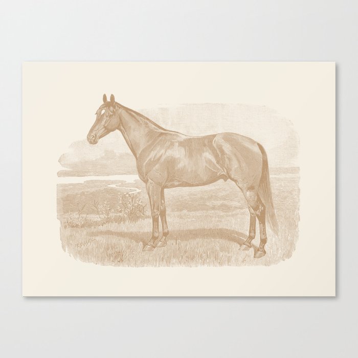 HORSE VINTAGE MONOCHROME ILLUSTRATION  Canvas Print