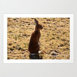 Irish Mountain Hare Art Print | Longears, Ireland, Color, Landscape, Rabbit, Longlegs, Irish, Digital, Mountainhare, Photo 