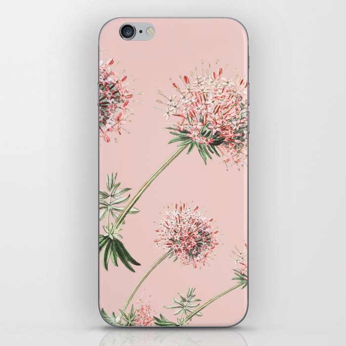 Rose caucasian crosswort flower iPhone Skin