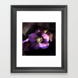 Hellebore Flowers XI Framed Art Print