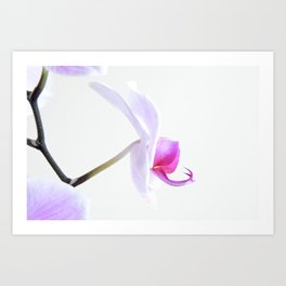 Orchid One -side view Art Print