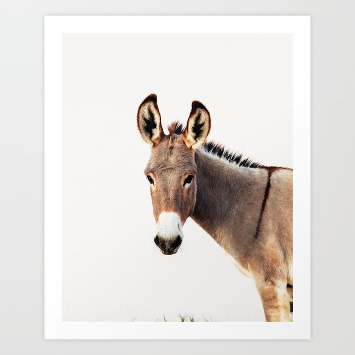 Gentle Wild Donkey portrait Art Print
