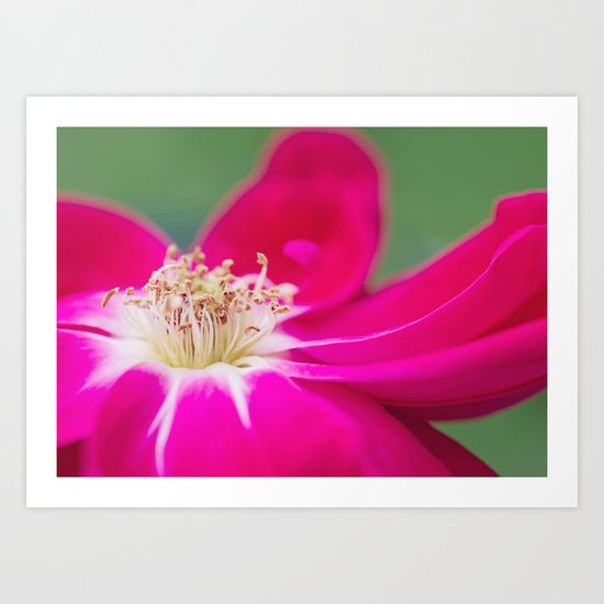 Pink Lady Art Print