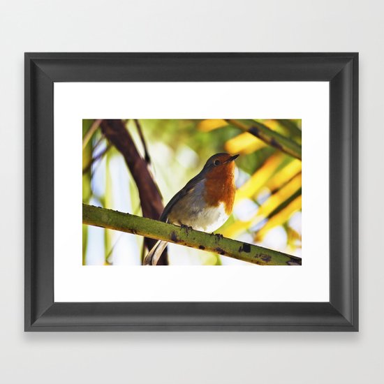Robin Red Breast Framed Art Print