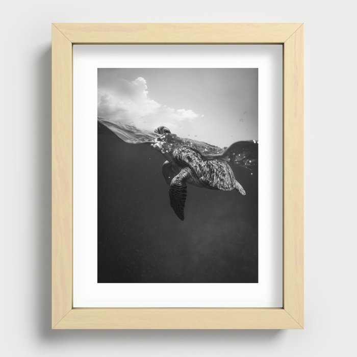 Sea turtle swimming ocean deep for beach and land nature black and white photograph / photography Recessed Framed Print