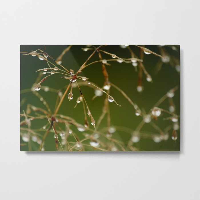 Branches of Dew Metal Print