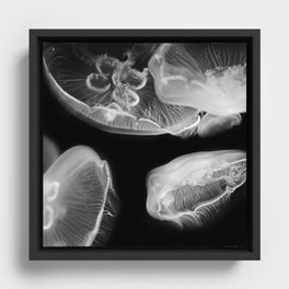 Jellyfish Photography | Wildlife Art | Nature | Black and White Photography Framed Canvas