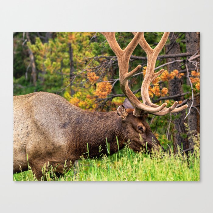 Elk in the Woods Canvas Print